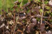 Royal Frost purple birch