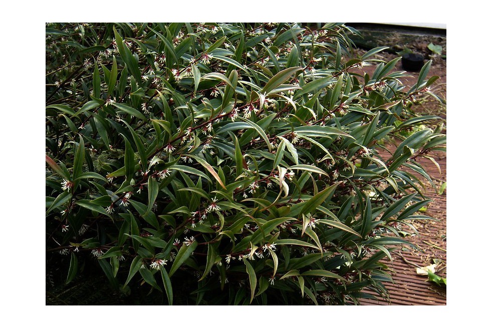 Vleesbes Purple Stem