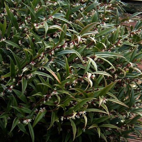 Sarcocoque Purple Stem (peganum from Small Dole, England / CC BY-SA - https://creativecommons.org/licenses/by-sa/2.0)