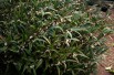 Sarcocoque Purple Stem (peganum from Small Dole, England / CC BY-SA - https://creativecommons.org/licenses/by-sa/2.0)