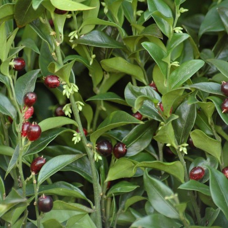 Sarcocoque Purple Stem