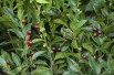 Sarcocoque Purple Stem