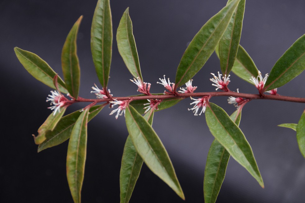 Sarcocoque Purple Stem (Wouter Hagens / CC BY-SA  - https://creativecommons.org/licenses/by-sa/3.0)