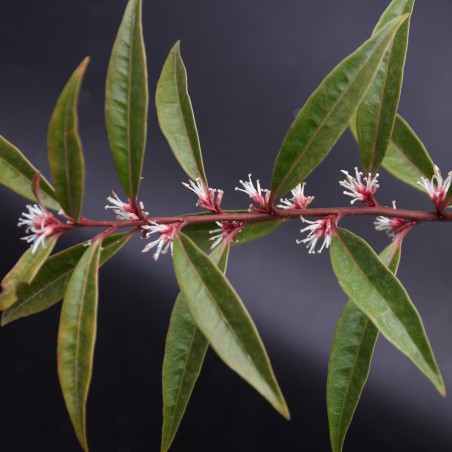 Sarcocoque Purple Stem (Wouter Hagens / CC BY-SA  - https://creativecommons.org/licenses/by-sa/3.0)