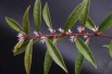 Sarcocoque Purple Stem (Wouter Hagens / CC BY-SA  - https://creativecommons.org/licenses/by-sa/3.0)