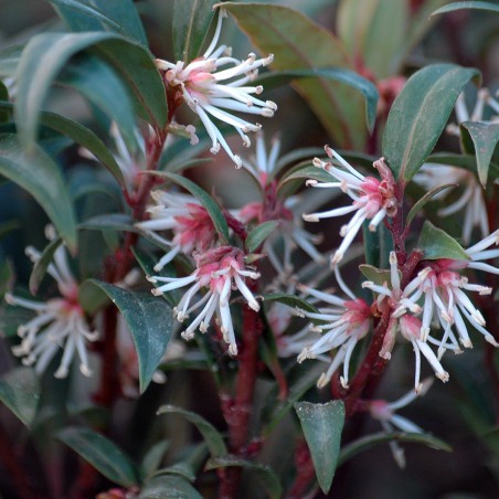 Sarcocoque Purple Stem