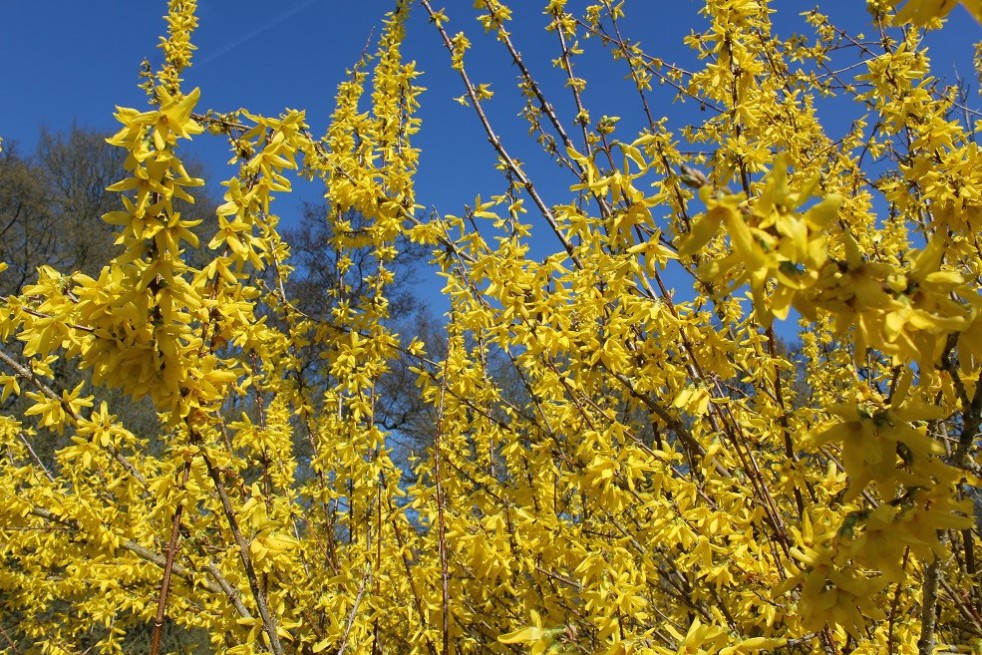 Forsythia Spectabilis