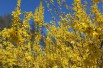 Forsythia Spectabilis