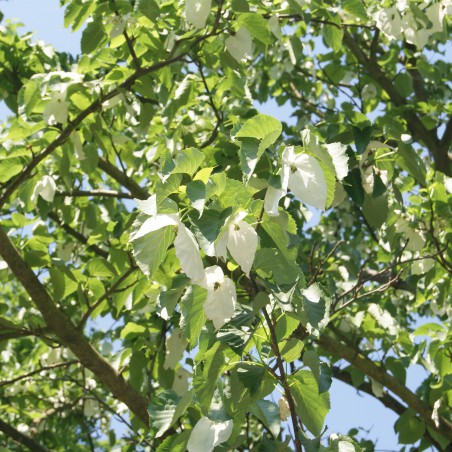 Arbre aux mouchoirs - Davidia Involucrata