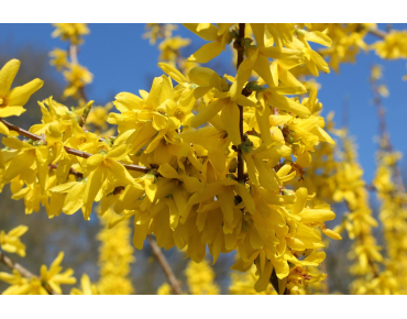 Mimosa de Paris Spectabilis