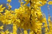 Chinees klokje Spectabilis