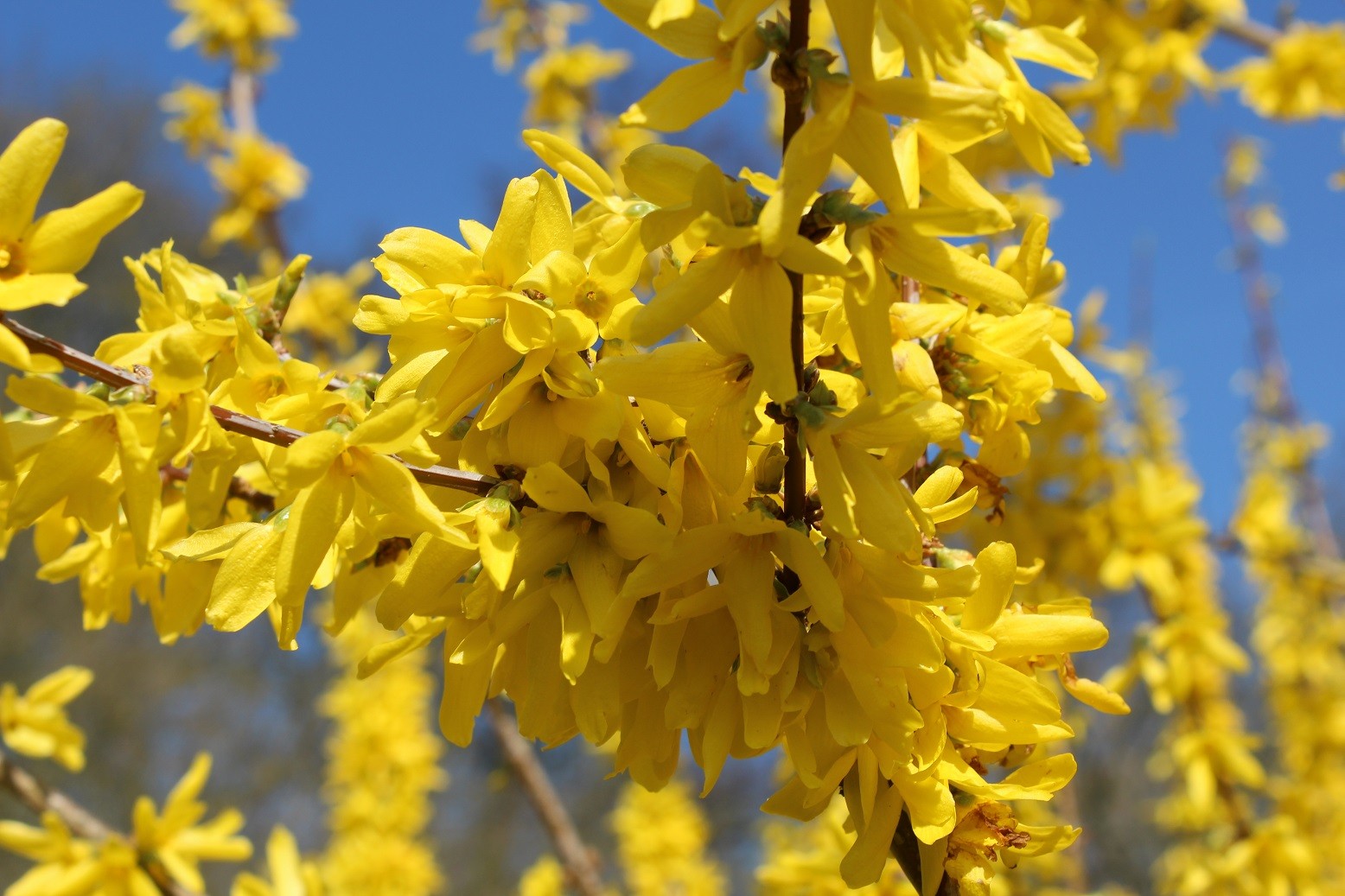 Forsythia Spectabilis