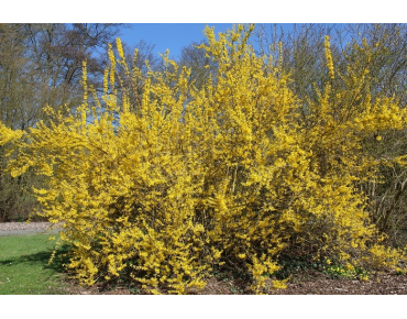 Mimosa de Paris Spectabilis