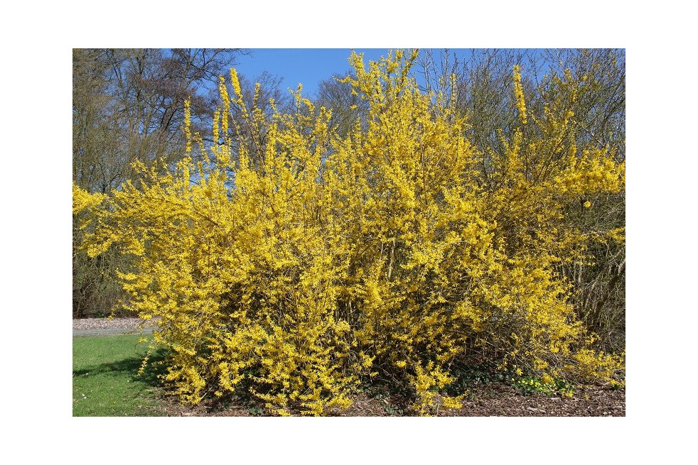 Forsythia Spectabilis
