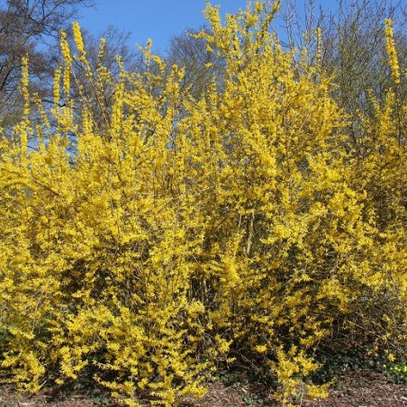 Forsythia Spectabilis