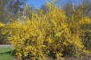 Forsythia Spectabilis