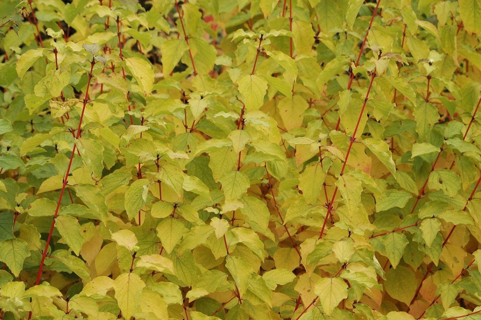 Dogwood Midwinter Fire
