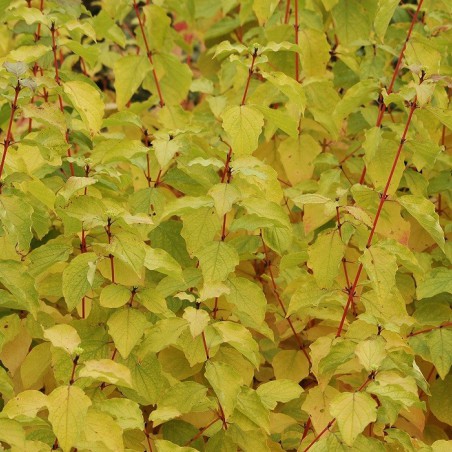 Dogwood Midwinter Fire