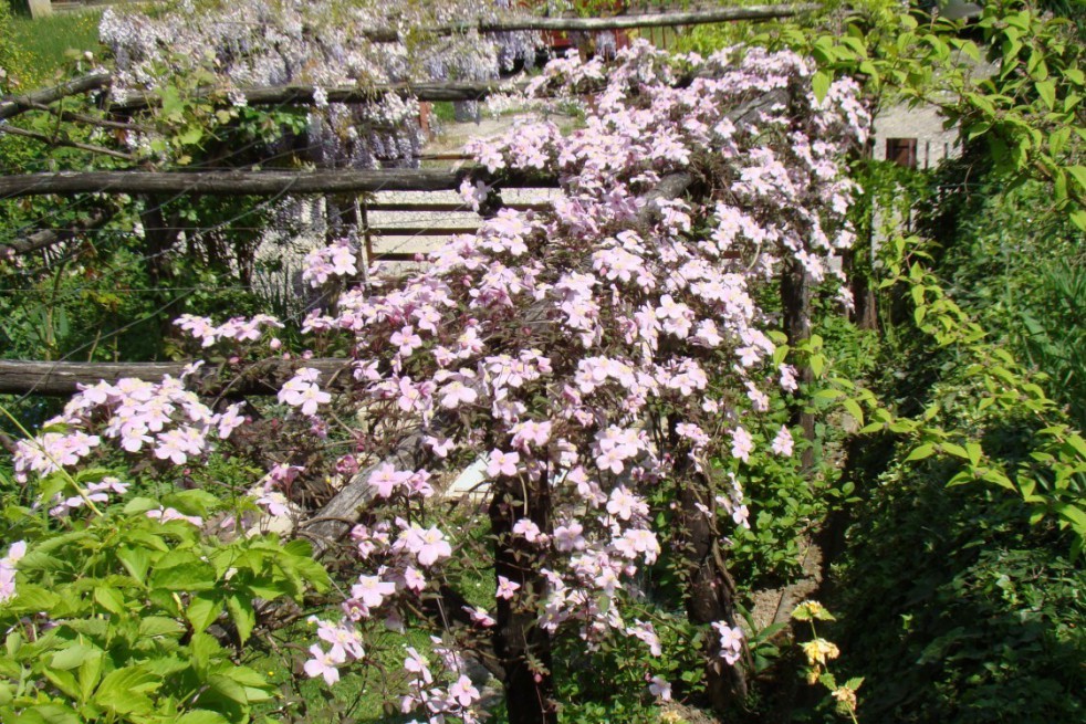 Mountain clematis Rubens Superba