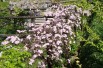 Mountain clematis Rubens Superba
