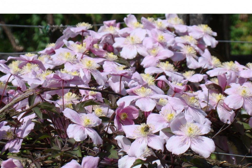 Mountain clematis Rubens Superba
