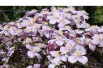 Mountain clematis Rubens Superba