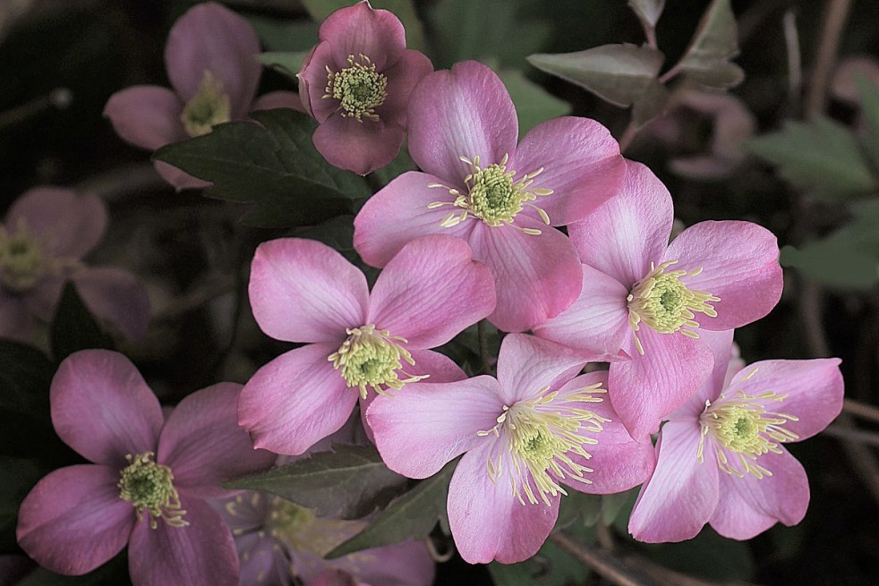 Mountain clematis Rubens Superba