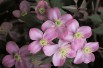 Mountain clematis Rubens Superba