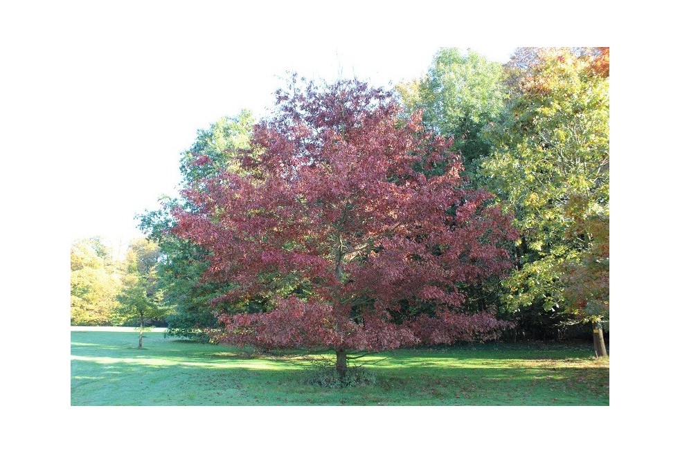 Chêne ellipsoidale feuillage automnale