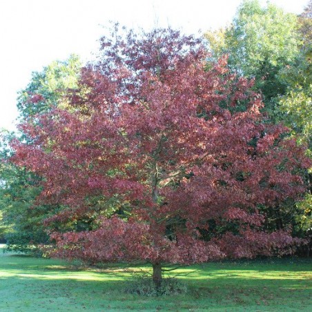 Northern pin oak