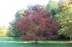 Northern pin oak