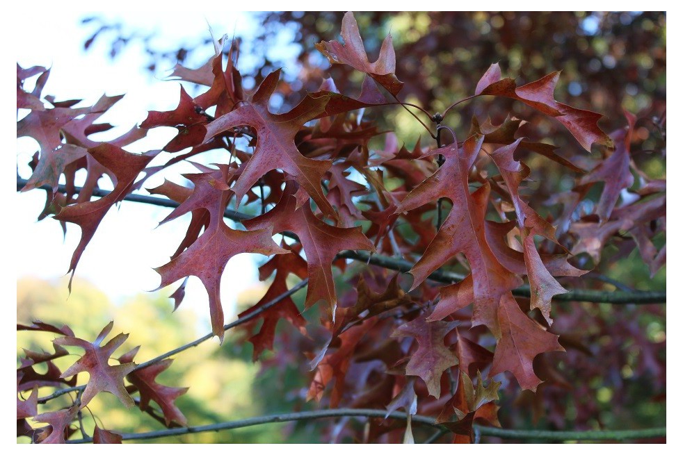 Chêne ellipsoidale feuillage automnale