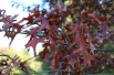 Northern pin oak