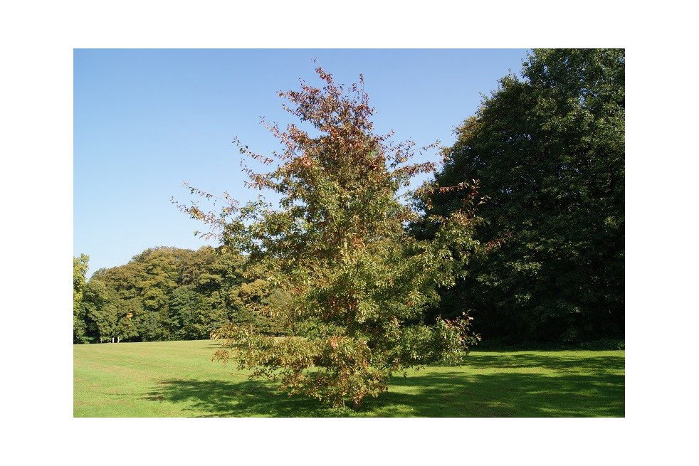 Northern pin oak