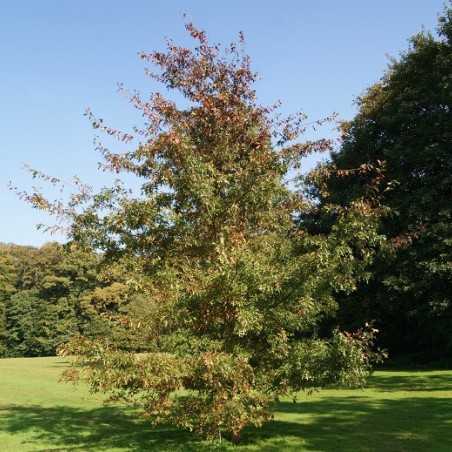 Northern pin oak