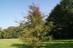 Northern pin oak