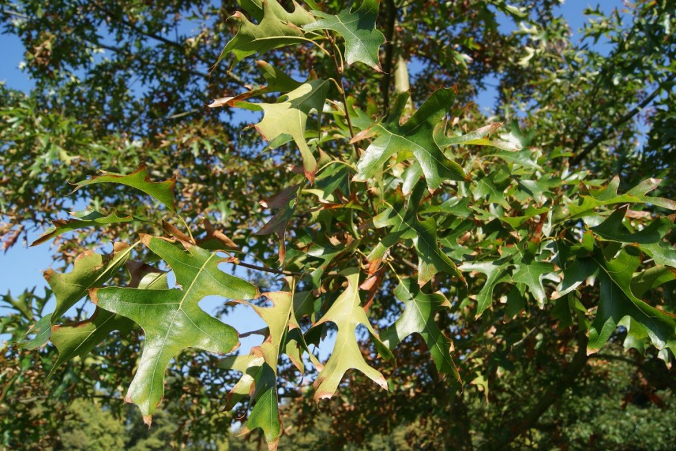 Northern pin oak