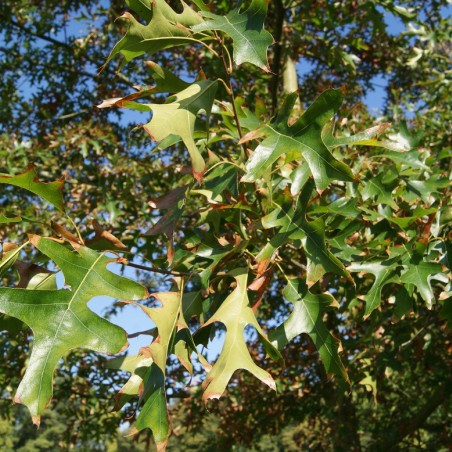 Northern pin oak