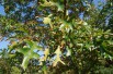 Northern pin oak