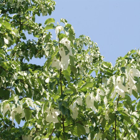 Zakdoekjesboom - Davidia Involucrata