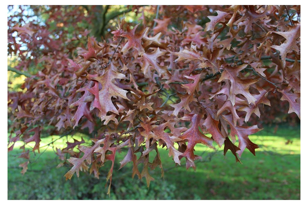 Chêne ellipsoidale feuillage automnale