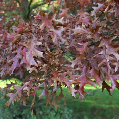 Northern pin oak