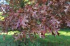 Northern pin oak