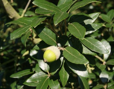Chêne faux houx - Chêne vert