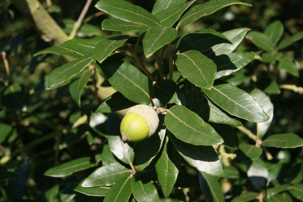 Chêne faux houx - Chêne vert