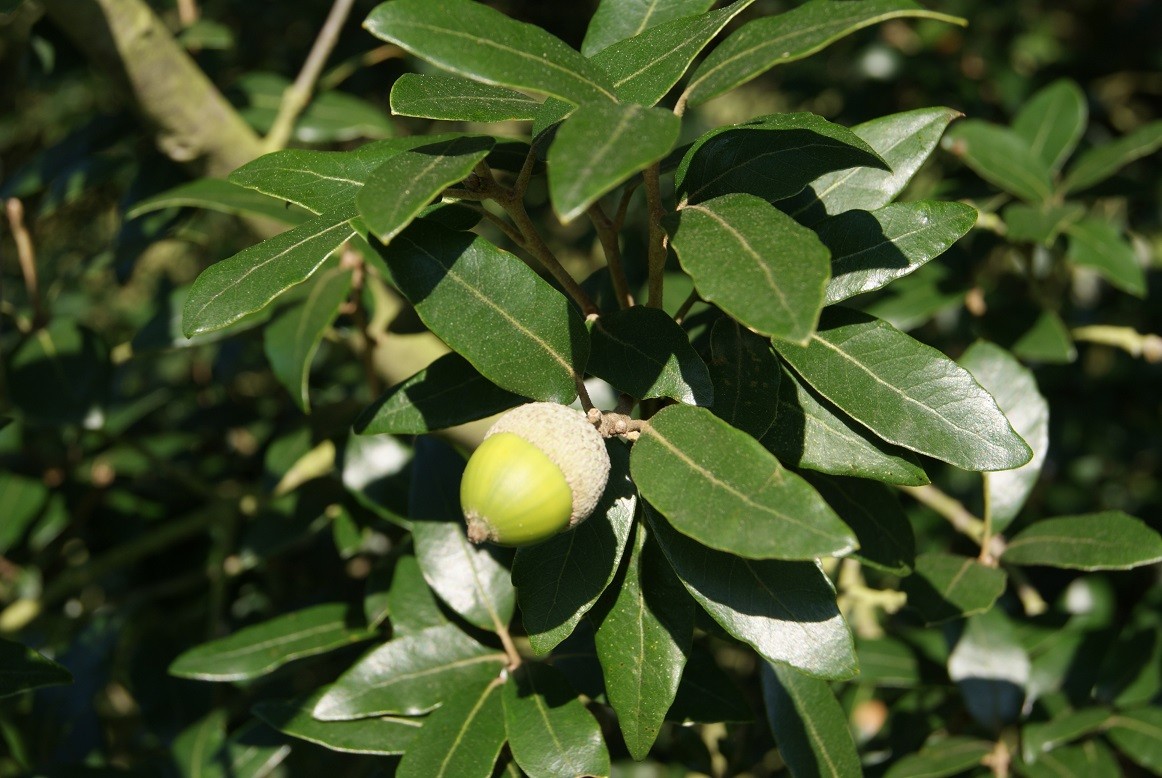Holly oak