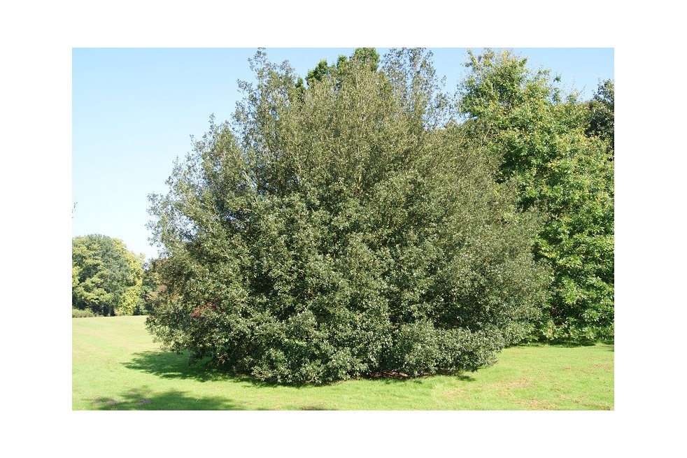 Chêne faux houx - Chêne vert Chêne faux houx - Chêne vert