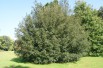 Chêne faux houx - Chêne vert