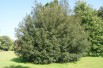Holly oak
