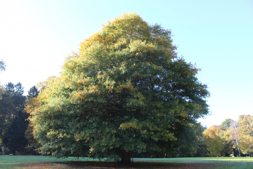 Chêne à feuilles de Saule